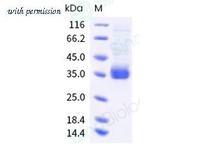 Sino Biological 40592-V08H134 image 1