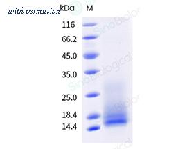 Sino Biological 40886-V08H image 1