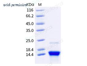 Sino Biological 40891-V08E image 1