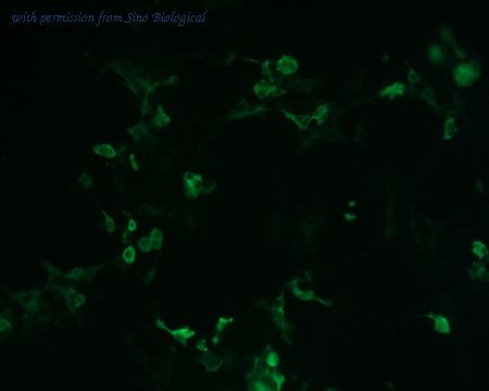 Sino Biological HG10044-CF image 1
