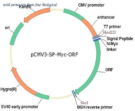Sino Biological HG10141-NM image 1