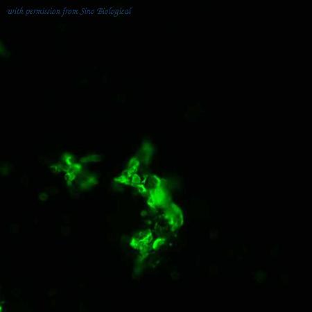 Sino Biological HG10231-CF image 1