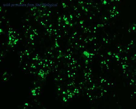 Sino Biological HG10334-ACG image 1