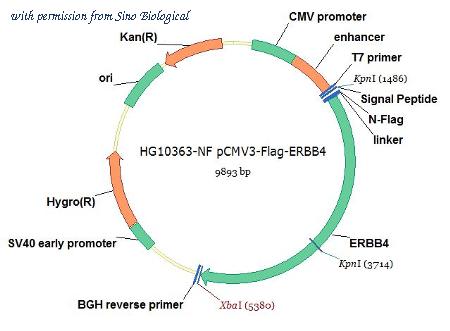 Sino Biological HG10363-NF image 1