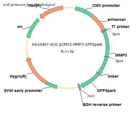 Sino Biological HG10467-ACG image 1