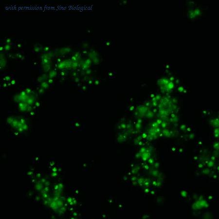 Sino Biological HG10538-ACG image 1