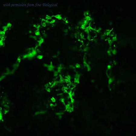 Sino Biological HG10555-CF image 1