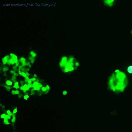 Sino Biological HG10647-ACG image 1