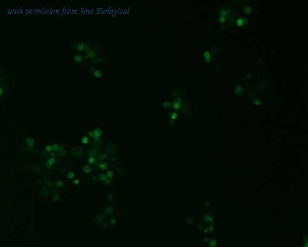 Sino Biological HG11023-ACG image 1