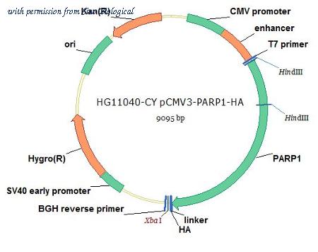 Sino Biological HG11040-CY image 1