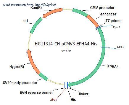 Sino Biological HG11314-CH image 1