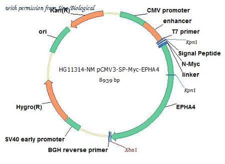 Sino Biological HG11314-NM image 1