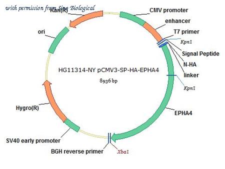Sino Biological HG11314-NY image 1