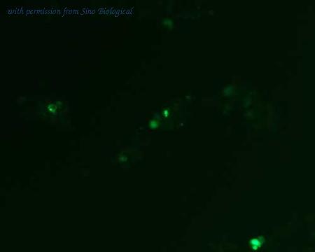 Sino Biological HG12047-ACG image 1