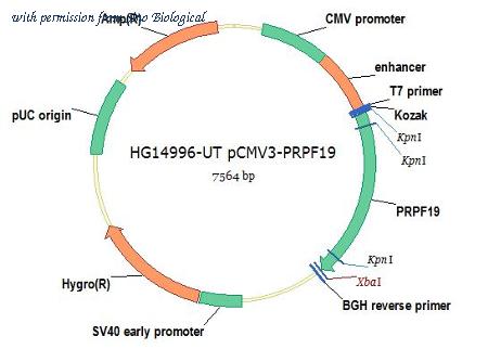Sino Biological HG14996-UT image 1
