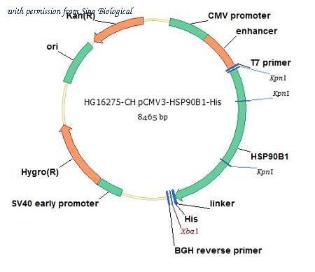 Sino Biological HG16275-CH image 1