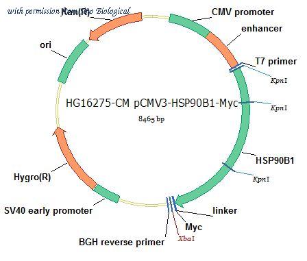 Sino Biological HG16275-CM image 1