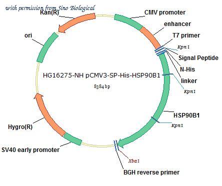 Sino Biological HG16275-NH image 1