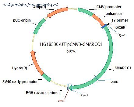 Sino Biological HG18530-UT image 1
