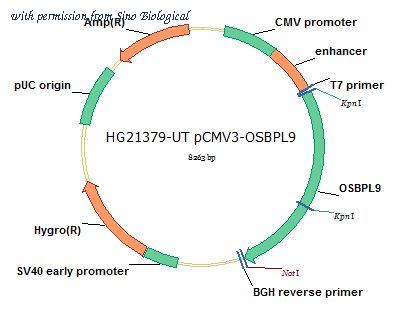 Sino Biological HG21379-UT image 1