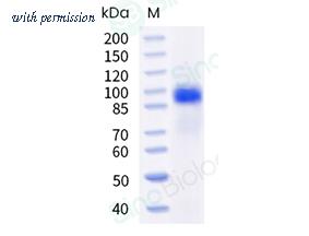 Sino Biological 10201-H49H-B image 1