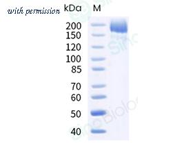 Sino Biological 40589-V08H35 image 1