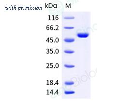 Sino Biological 40913-V07E image 1