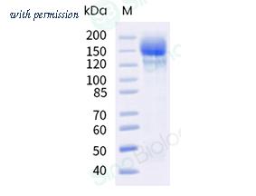 Sino Biological 40589-V08H39 image 1