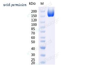 Sino Biological 40589-V08H38 image 1