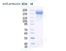Sino Biological 40589-V08H41 image 1