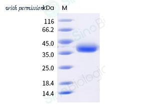 Sino Biological 40592-V49H9-B image 1