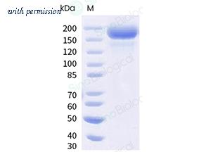 Sino Biological 40589-V49H6-B image 1