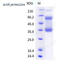 Sino Biological 40890-V08B image 1