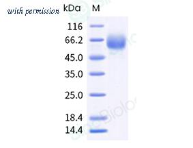 Sino Biological 10555-H49H-B image 1