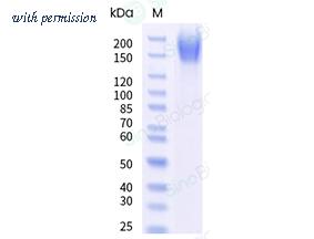 Sino Biological 11077-H27H-B image 1