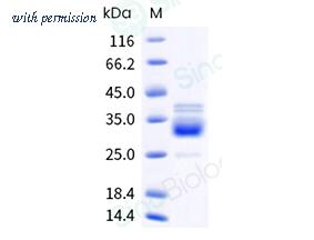 Sino Biological 57776-M38H image 1