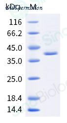 Sino Biological 40894-V08B image 1