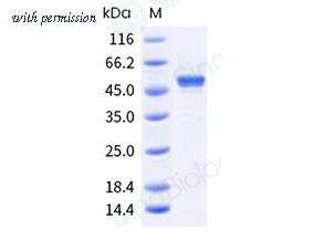 Sino Biological HPV58 image 1