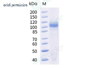 Sino Biological 90994-C08H image 1