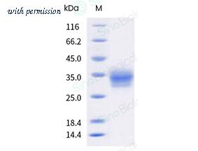 Sino Biological 90016-K49H-B image 1