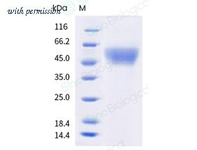 Sino Biological 8A0717-R08H image 1