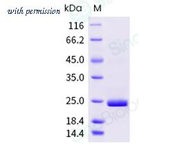 Sino Biological 69031-A08E image 1