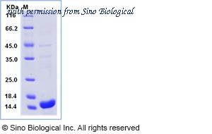 Sino Biological 69006-ANAE image 1