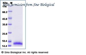 Sino Biological 69005-A07E image 1