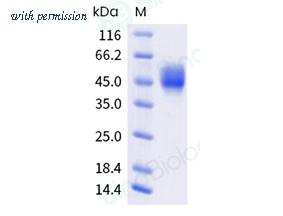 Sino Biological 65170-T08H image 1