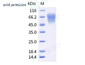 Sino Biological 50314-M27H-B image 1