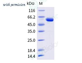 Sino Biological 40957-V08B image 1