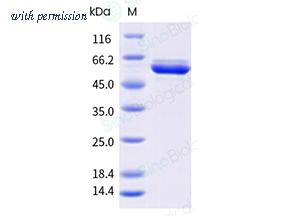 Sino Biological 40951-V08B image 1