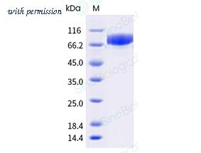 Sino Biological 40949-V08B image 1
