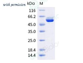 Sino Biological 40947-V08B image 1